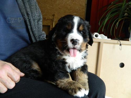 Bernsk� sala�nick� pes