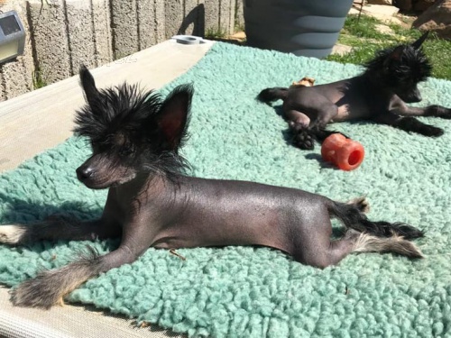 ��nsk� chocholat�  �t��ata Jsou velmi miluj�c�. pot�eby dom�c� asap! Tak m� pros�m ihned kontaktujte. Pouze v�n� lid�. Tato �t���tka jsou z�bavn� a ��asn�.