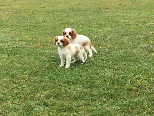 kaval�r king charles �pan�l k dispozici