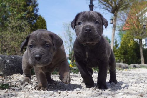 Energick� t�tina Corso �t��ata pro p�ijet� Jsou prost� super sladk�. M�li prvn� z�b�ry, byli od�erven� a jsou p�ipraveni na novou rodinu.