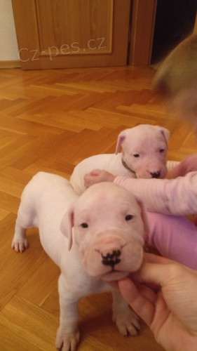argentinska doga 11 t�dn� star�. jed� pro plan potraviny p��mo z vaku a jsou pln� odstaveni z m�my. maj� prvn� sadu z�b�r�.