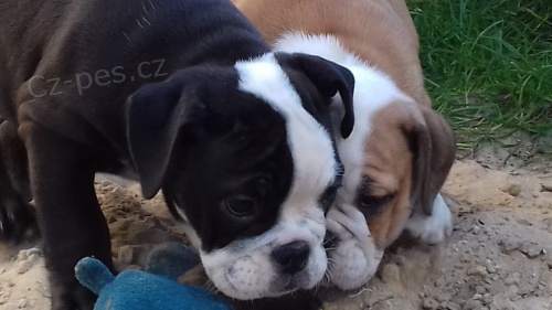 anglick� buldok �t��ata pro p�ijet�