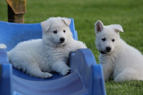 nemensky ovcak �t��ata white  Jsme velmi smutn�, �e m��eme ozn�mit, �e se mus�me z��astnit �t���tek na�ich milovan�ch �t���tek , kter� nem�me.