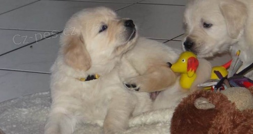 K dispozici �t��ata zlat�ho retr�vra ve v�ku 12 t�dn�