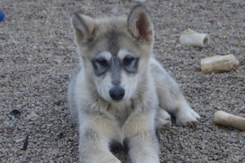 �esk� vlkodlak   k dispozici �t��ata. Ocasy ukotven�, rosy dr�py odstran�ny. Dosud o od�ervov�n� a budou m�t vakc�ny odpov�daj�c� v�ku. P�ipraven j�t