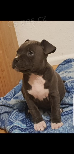 Americk� Pitbull teri�r �t��ata b�l� 5 generac� rodokmenu 5 mu�� a 6 fen k dispozici.