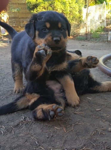 Rotvajler d�ti p�ipraveny pro nov� domovy.