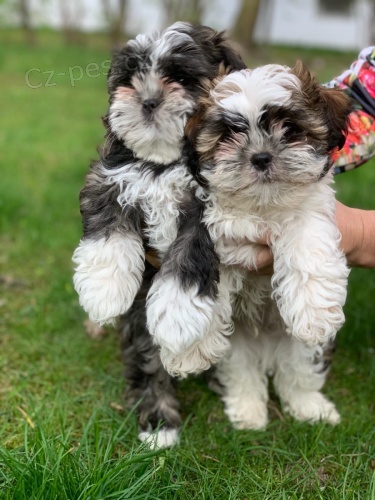 Dokonal� zdrav� �t��ata Shih Tzu na prodej z l�skypln�ho �ist�ho domova. �t��ata p�ij�d�j� na veterin��e a odch�zej� a mohou odej�t