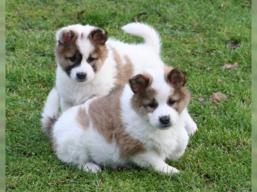 thajsky    k dispozici �t��ata. Ocasy ukotven�, rosy dr�py odstran�ny. Dosud o od�ervov�n� a budou m�t vakc�ny odpov�daj�c� v�ku. P�ipraven j�t