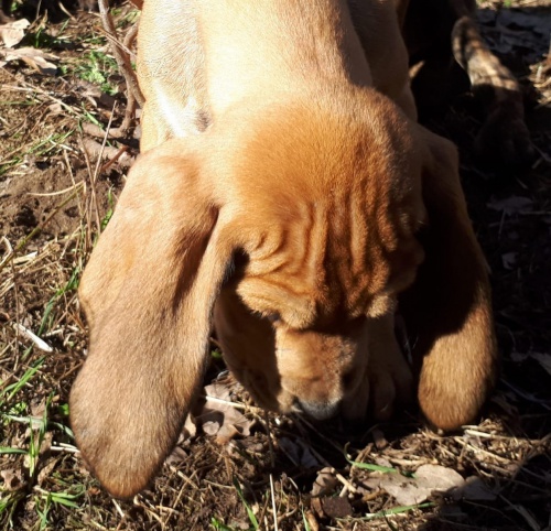 tosa inu  �t��ata k dispozici, pokud se d�v�te, �e maj� prvn� sn�mky maj� tak� velmi miluj�c� a hrav� p�ich�zej� dom� s jejich zdravotn� z�znam m�kk� posteli hra�ka mal� pytel potravin pro v�ce informac�