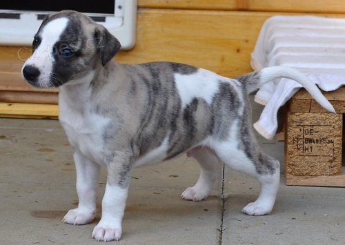 rozko�n� italsk� X Whippet �t��ata Tak jemn� a miluj�c� .. Jsou velmi snadno tr�novateln� a dychtiv� k velmi p��telsk�mu, odch�zej�c�mu �t���tku Vet zkontrolov�na, od�ervena a o�kov�na aktu�ln�.