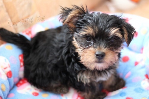 �t��ata yorkshire ��lek samec a jedna fenka dostupn� z r�zn�ch vrh�. Jedn� se o registrovan� omezen� �t���tka. Samice je 9 t�dn� star� a velmi mal�. Bude v rozsahu 5 liber