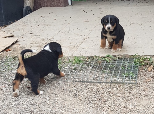 �t��ata Appenzell, 3 m�s�ce star�