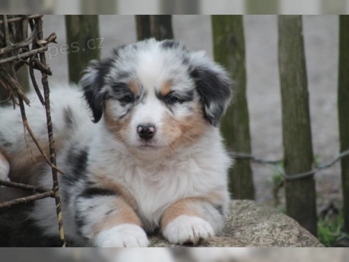 �t��ata australsk�ho ov��ka. 11 t�dn�. Jsou to �istokrevn� austral�t� past��i. Vlastn�m jak matku, tak otce. Oni m�li sv� prvn� kolo z�b�r� a maj�. Tak� velmi p��telsk�,