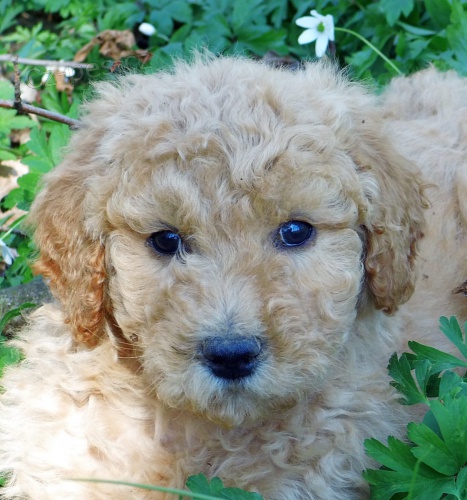 �t���tka Toy Pudla. . M�ma je 7lb a t�ta je 6 1 / 2lb. Rodi�e jsou geneticky testov�ni nebo o�i�t�ni rodi�i