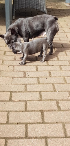 Francouzsk� buldo�ek �t��ata pro p�ijet� Perfektn� typ mal�, kompaktn�, robustn�, s p�lkou jako u�i. �t��ata jsou nesm�rn� dob�e socializovan�, proto�e na�e �ty�i roky n�m pomohla vychov�vat je