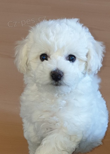Miluj�c� Bichon Frize �t��ata p�ipravena pro nov� domovy