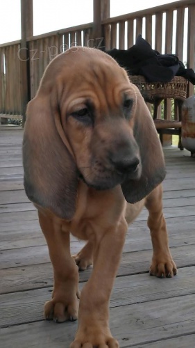 �t��ata bloodhound dostupn� pro nov� domovy