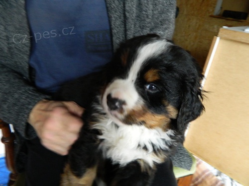 Bernsk� sala�nick� pes pro p�ijet� brzy