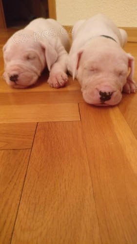 argentinska doga 11 t�dn� star�. jed� pro plan potraviny p��mo z vaku a jsou pln� odstaveni z m�my. maj� prvn� sadu z�b�r�.