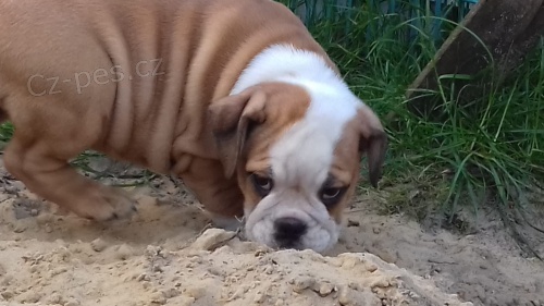 anglick� buldok �t��ata pro p�ijet�.