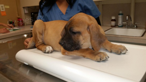 Brazilsk� Filas pro zbrusu nov� domy, jeho plemeno, kter� pot�ebuje seri�zn� p��i a pozornost, tak pros�m kontaktujte, pokud v�te, �e to m��ete poskytnout. d�k