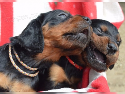 hrav� bullmastif �t��ata �t���tek do nov�ch domov�