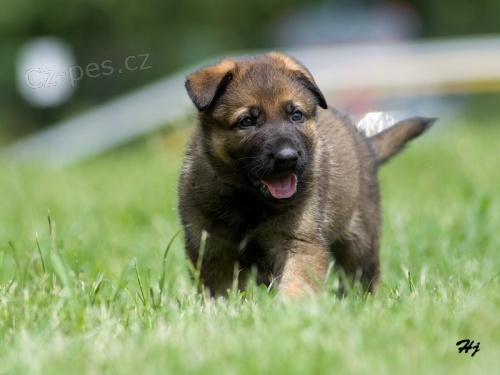 �t��ata n�meck�ho ov��ka s PP