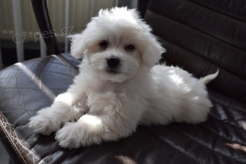 coton de tulear �t��ata p�ipravena na nov� domy hned, kontakt pro v�ce informac� a obr�zk�, nejsou na prodej