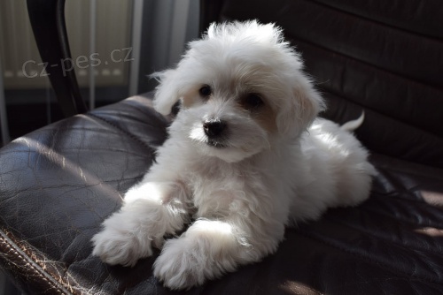 coton de tulear �t��ata p�ipravena na nov� domy hned, kontakt pro v�ce informac� a obr�zk�, nejsou na prodej