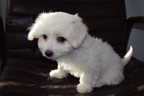 coton de tulear �t��ata p�ipravena na nov� domy hned, kontakt pro v�ce informac� a obr�zk�, nejsou na prodej