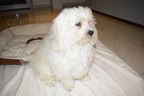 coton de tulear �t��ata p�ipravena na nov� domy hned, kontakt pro v�ce informac� a obr�zk�, nejsou na prodej