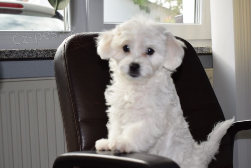 coton de tulear �t��ata p�ipravena na nov� domy hned, kontakt pro v�ce informac� a obr�zk�, nejsou na prodej