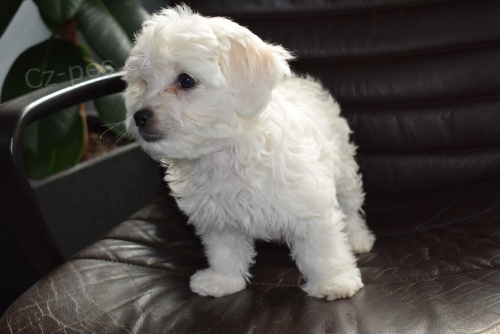 coton de tulear �t��ata p�ipravena na nov� domy hned, kontakt pro v�ce informac� a obr�zk�, nejsou na prodej