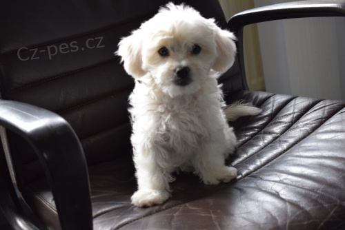coton de tulear �t��ata p�ipravena na nov� domy hned, kontakt pro v�ce informac� a obr�zk�, nejsou na prodej