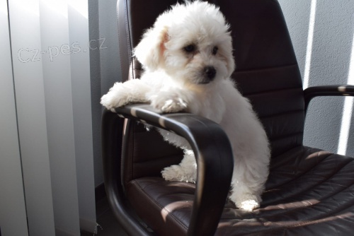 coton de tulear �t��ata p�ipravena na nov� domy hned, kontakt pro v�ce informac� a obr�zk�, nejsou na prodej