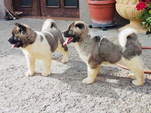 akita akita S pot�en�m oznamujeme, �e na�e kr�sn� �t���tka Akita jsou nyn� k dispozici ke sledov�n�. �t���tka maj� fantastickou kvalitu, chovaj� n�s a staraj� se o n�s v miluj�c�m domov�