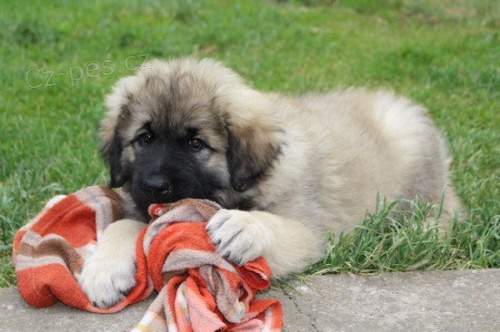 �arplaninsk� pasteveck� pes s PP