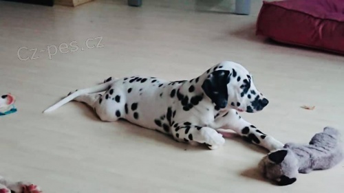 Dalmatin �t�n�