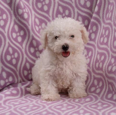 Okouzluj�c� hra�ka pudl �t��ata