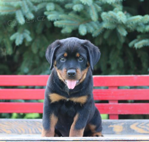 Hezk� �t��ata Rotvajler�