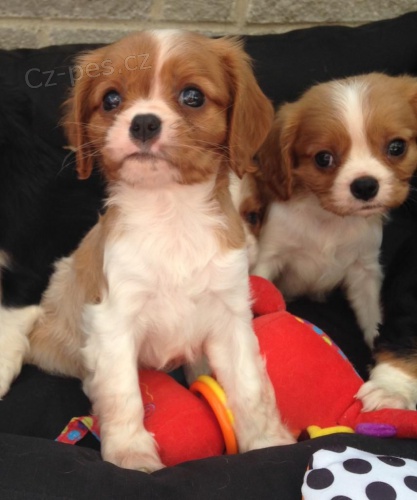 Kr�sn� �t��ata Kaval�r King hled� kr�sn� domov