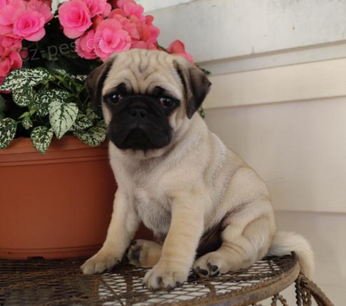 Miluj�c� Mops �t��ata