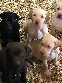 �istokrevn� Lab �t��ata