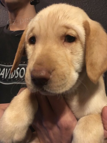 �istokrevn� Lab �t��ata