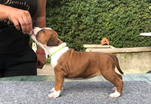 Americk� staford��rsk� teri�r s PP