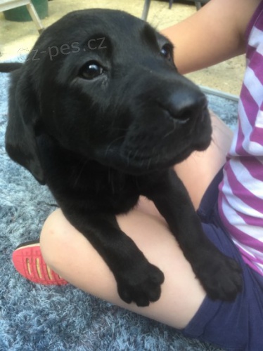 Labrador �t���tka p�ipravena na sv�j nov� domov brzy.