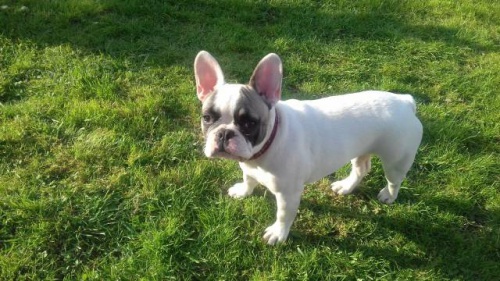 Francouzsk� buldo�ek zdarma