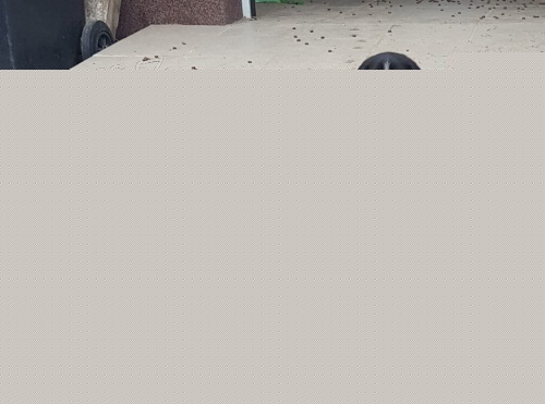 �t��ata Appenzell, 3 m�s�ce star�