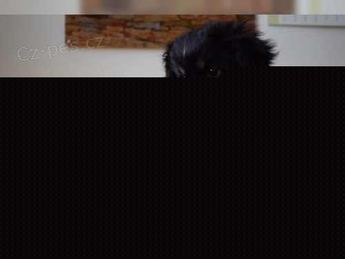 zdrav� t���tka Tibet Spaniel pro p�ijet�